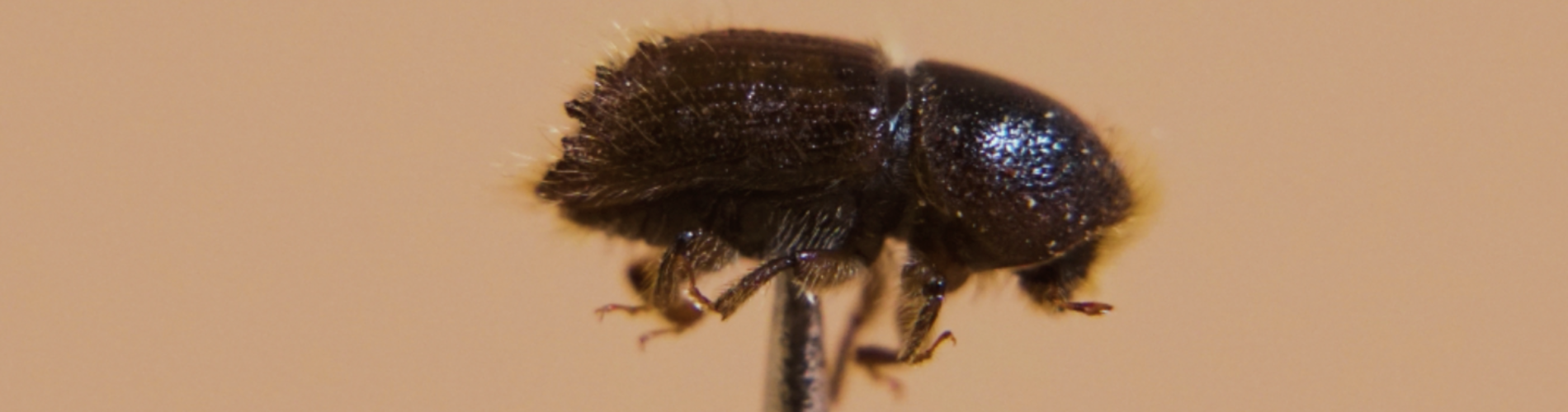 The Bark Beetle of Šumava