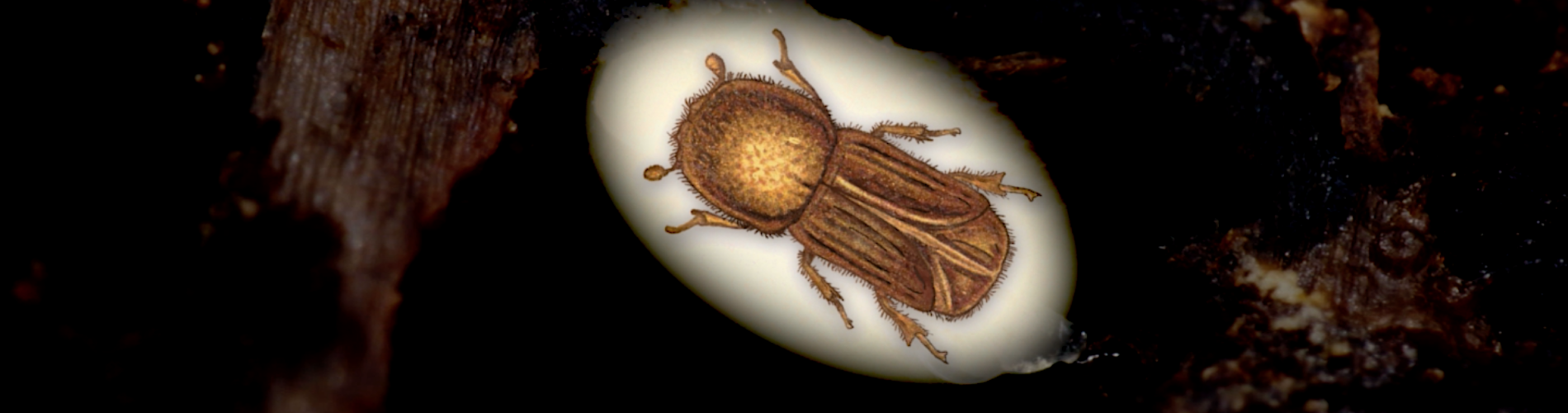 The Bark Beetle of Šumava