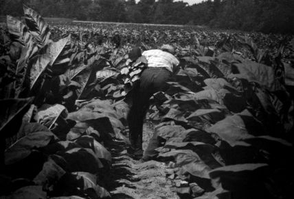 CANDID EYE (1958-1960): The Back-breaking Leaf