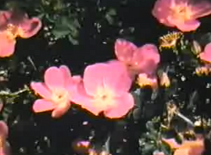 Glimpse of the Garden