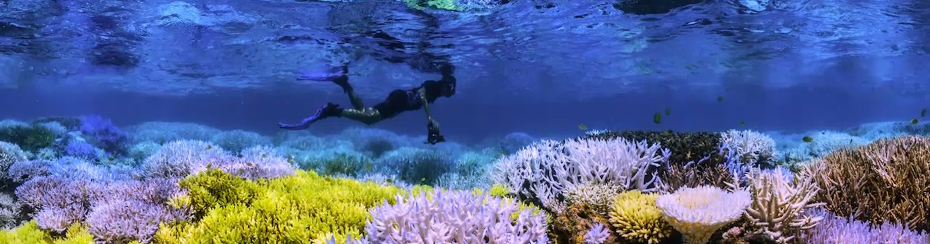 Chasing Coral