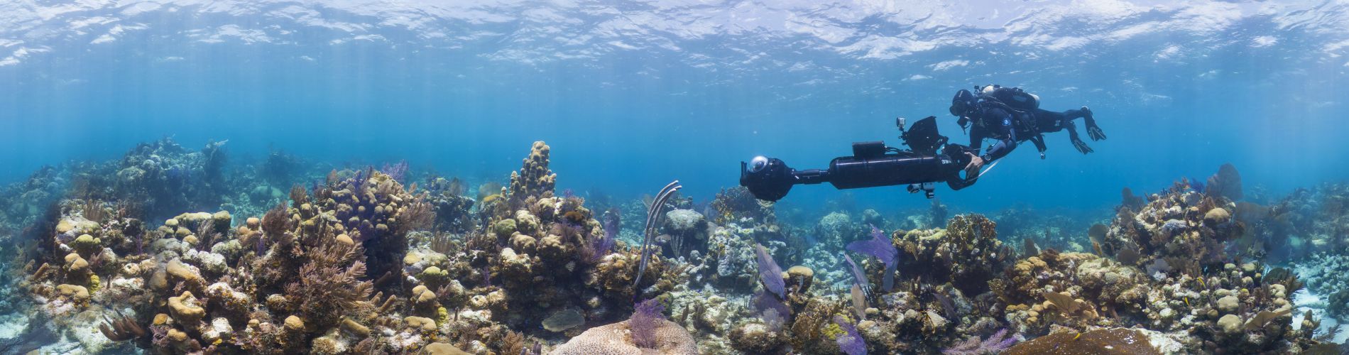 Chasing Coral