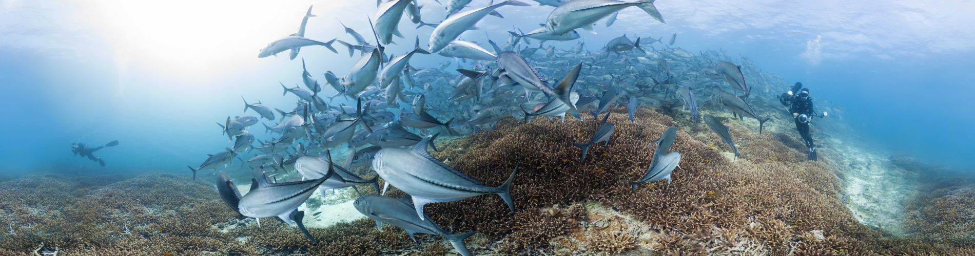 Chasing Coral