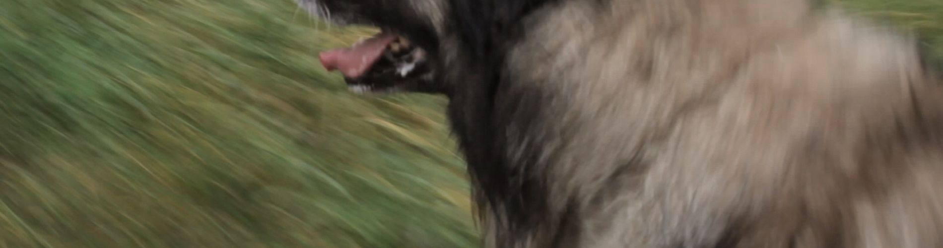 The Dog's Eye