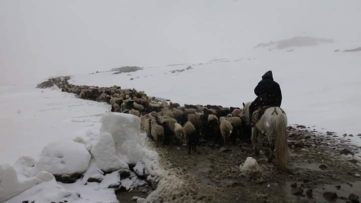 Herding