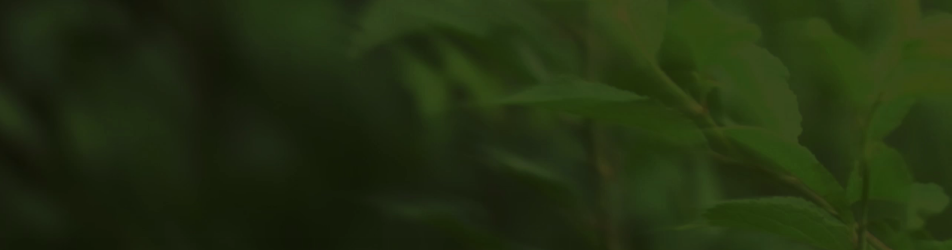 Composition about nature
