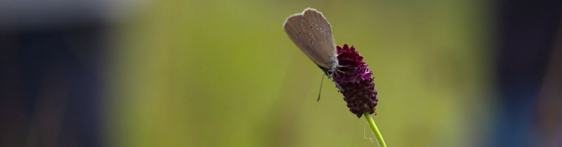 Don't give up: Butterflies above the abbys