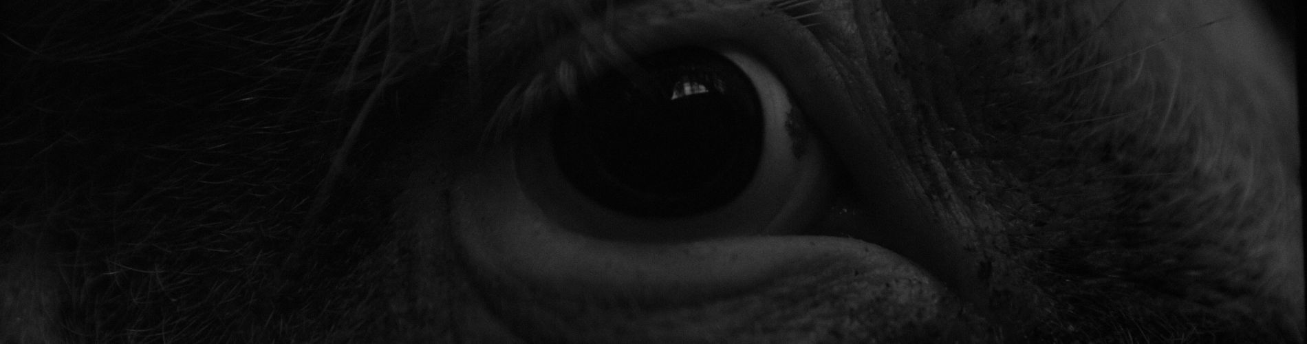 Far From the Eyes