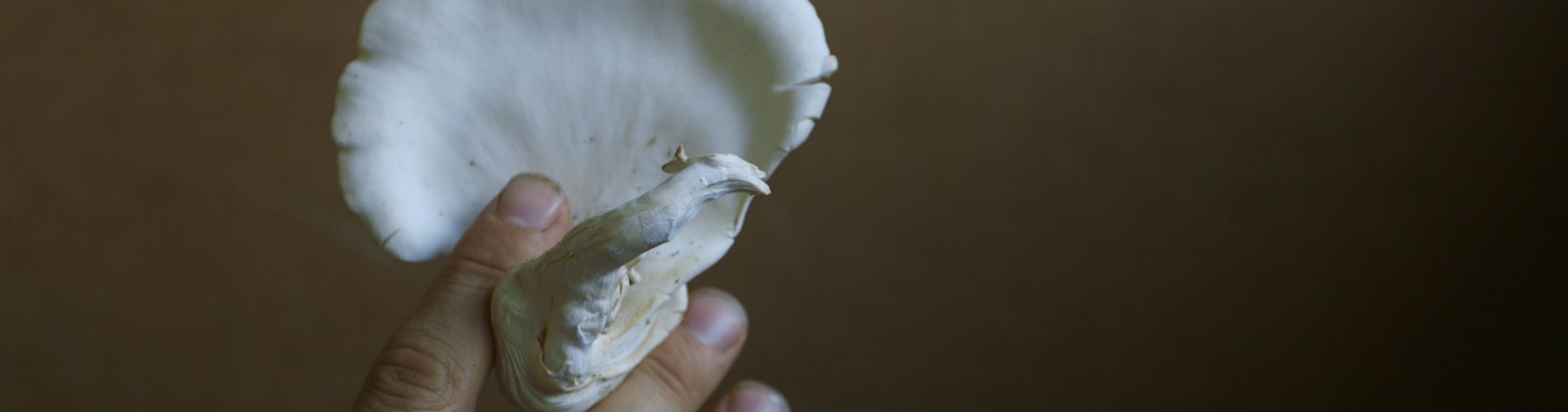 The Mushroom Speaks