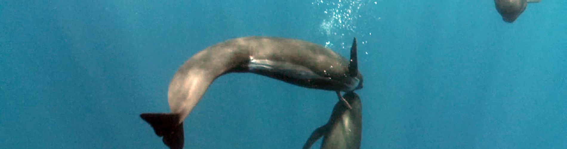 A Taste of Whale