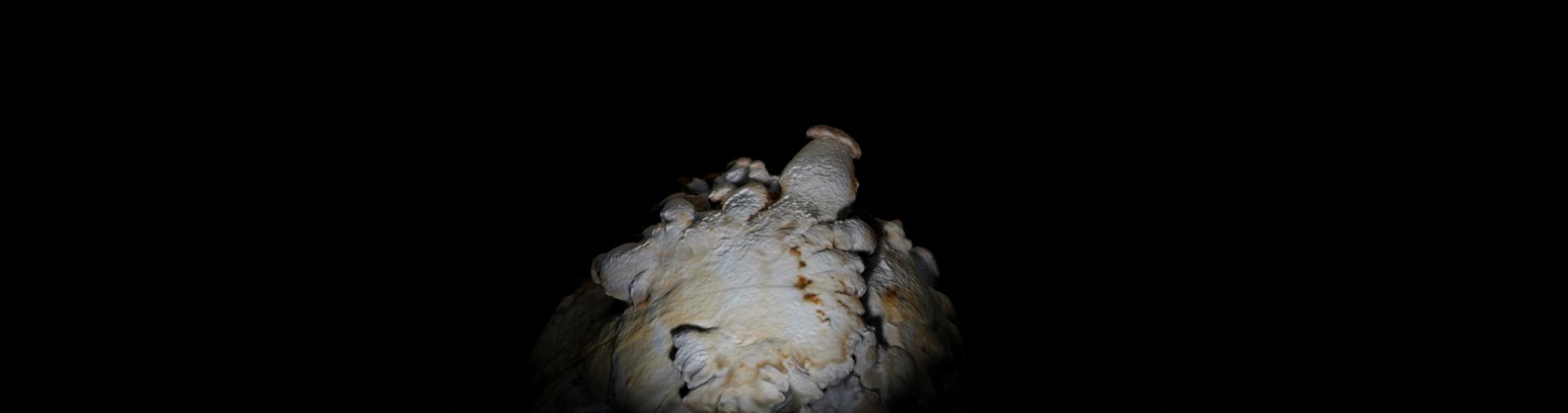 FUNGUS