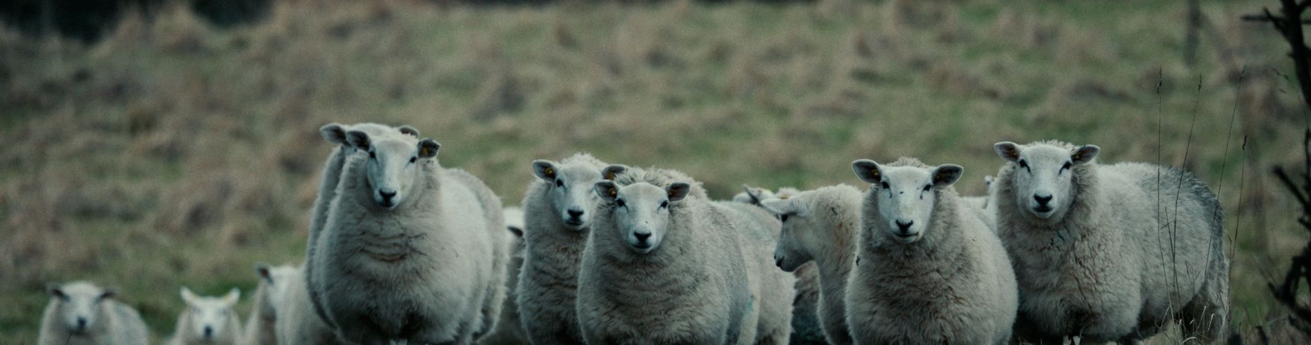 Notes From Sheepland