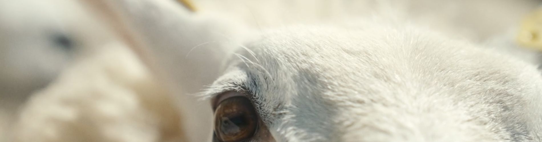 Notes From Sheepland