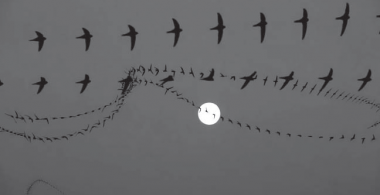 Swifts