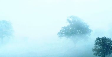 Fields in Mist