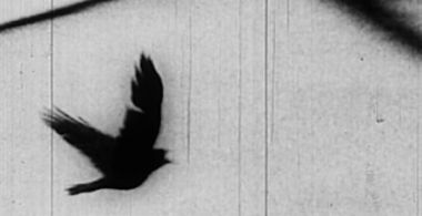 Raven
