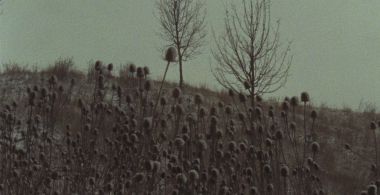 Traces, Fragments, Roots