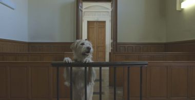 Do Animals Have Rights ?