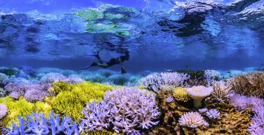 Chasing Coral