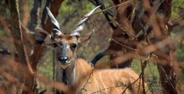 Czechs Save… Antelopes in Senegal
