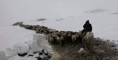 Herding