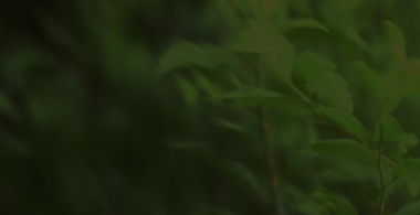 Composition about nature