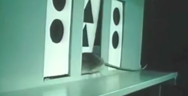 Can Animals Think?