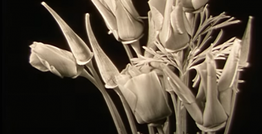 Blooming Flowers and Plant Movements