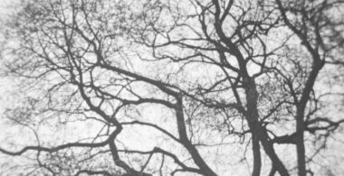 3/60 Trees in Autumn