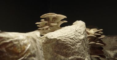 The Mushroom Speaks