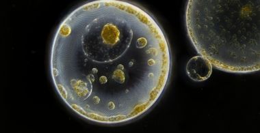Planktonium
