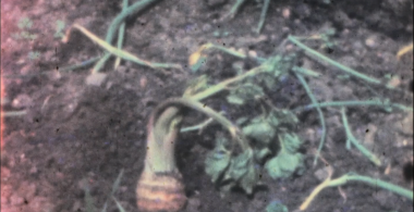 Rutabaga