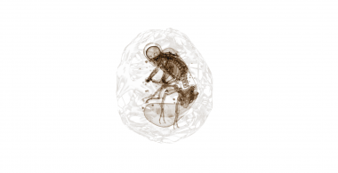 Hominidae