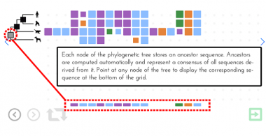 Phylo