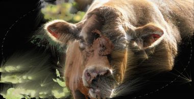 Cows:Remains