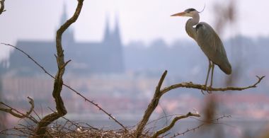 Wild Prague