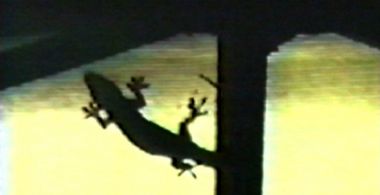 Lizard, or How to Perform in Front of the Reptile