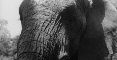 Hey You, Our Elephant