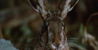 Hare Hunt