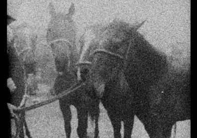 3 Dreams of Horses