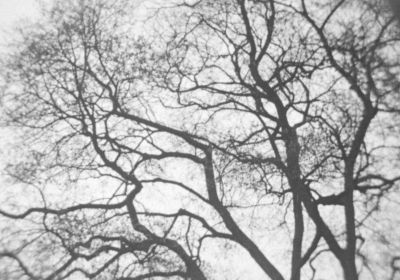 3/60 Trees in Autumn