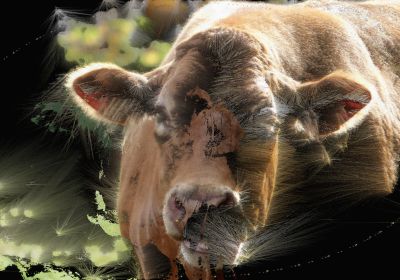 Cows:Remains