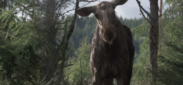 AMOOSED: a moose odyssey