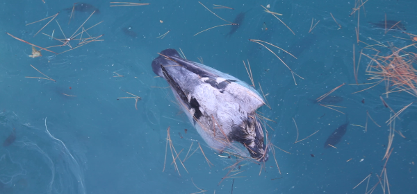 Daughter Like a Bitch