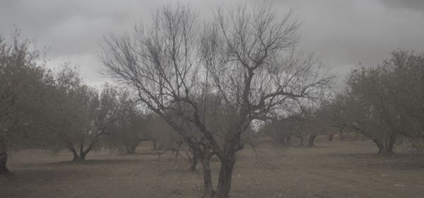 Save the Olive Tree