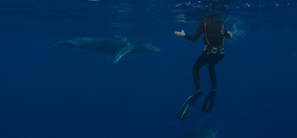 The Musician and the Whale