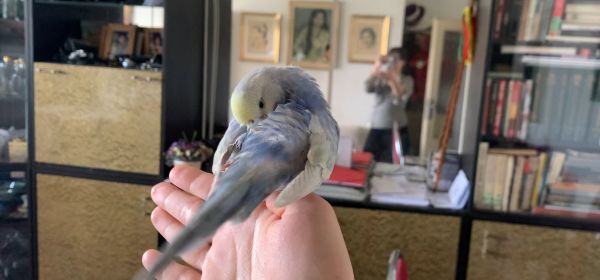 Birdie