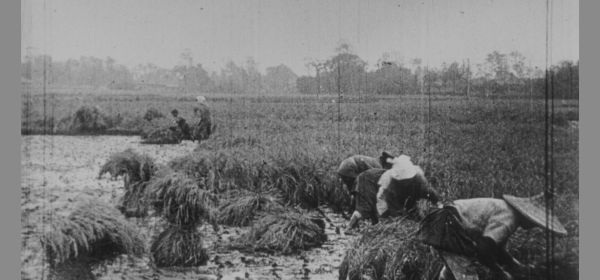 Rice Harvest