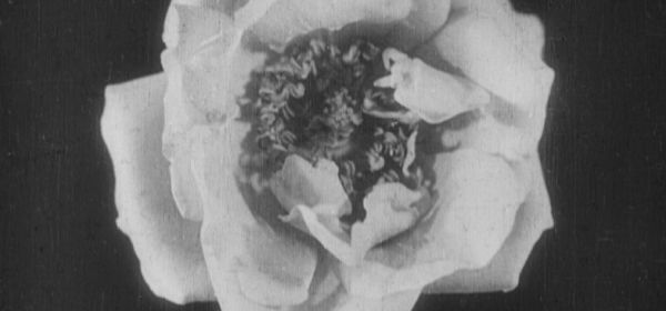 The Birth of a Flower