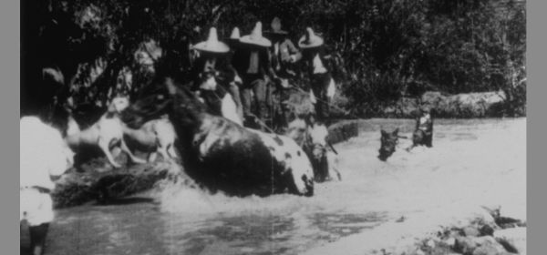 Horses Bathing